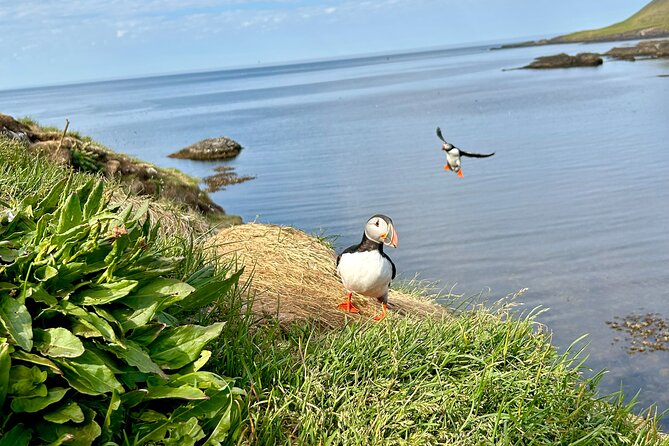 1 Hour Iceland Nature and Wildlife RIB Small Group Guided Safari - What the guides add to the experience