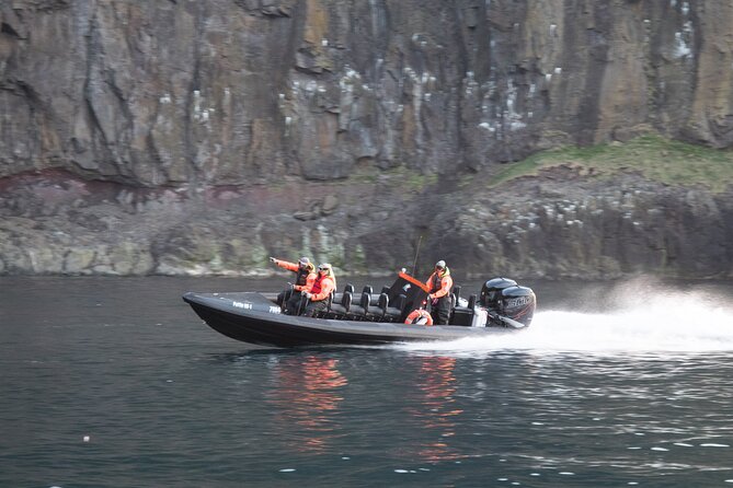1 Hour Iceland Nature and Wildlife RIB Small Group Guided Safari - Wildlife expectations and photo advice