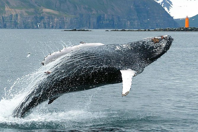 100% Whale Watching - Is $90 a fair price?