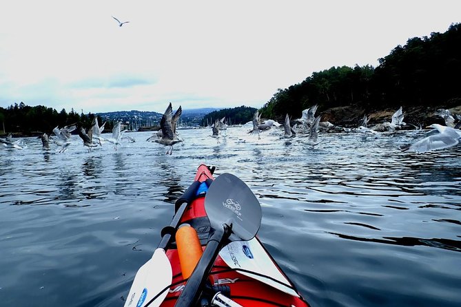 2- hour kayak trip on the Oslo Fjord - What the reviews tell you about the guiding