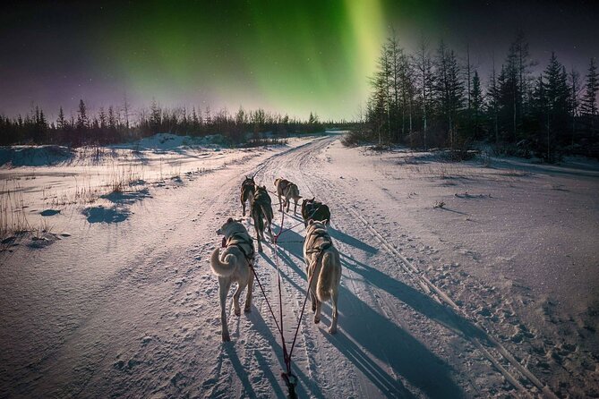 4hr Dog Sledding Tour under the Northern Lights - From Alta to Gargia in a Warm Minibus