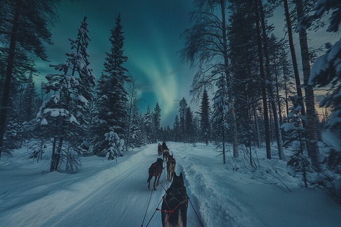 4hr Dog Sledding Tour under the Northern Lights - Through the Pine Forest Near Gargia