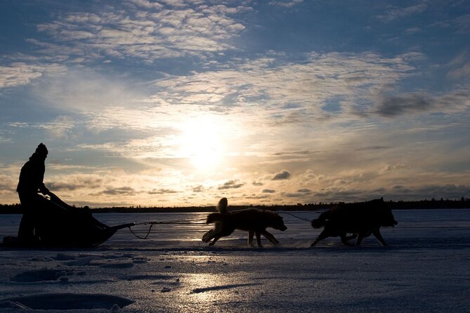 4hr Dog Sledding Tour under the Northern Lights - Searching the Sky for the Aurora