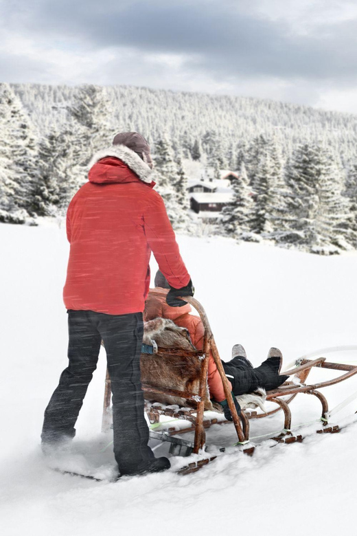 4hr Dog Sledding Trip on Finnmarksvidda - Key points at a glance