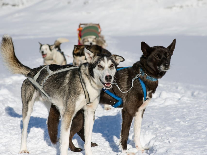 4hr Dog Sledding Trip on Finnmarksvidda - Practical details that affect your choice