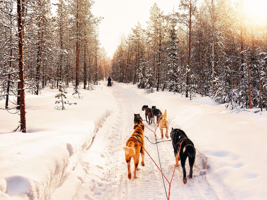 4hr Dog Sledding Trip on Finnmarksvidda - From Alta to Gargia in about 30 minutes