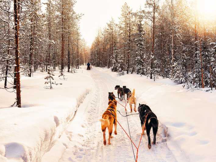 4hr Dog Sledding Trip on Finnmarksvidda - Learning to steer before the dogs pull