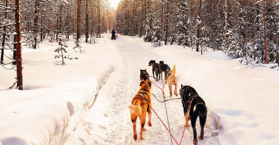 4hr Dog Sledding Trip on Finnmarksvidda - Following the huskies from forest to plateau