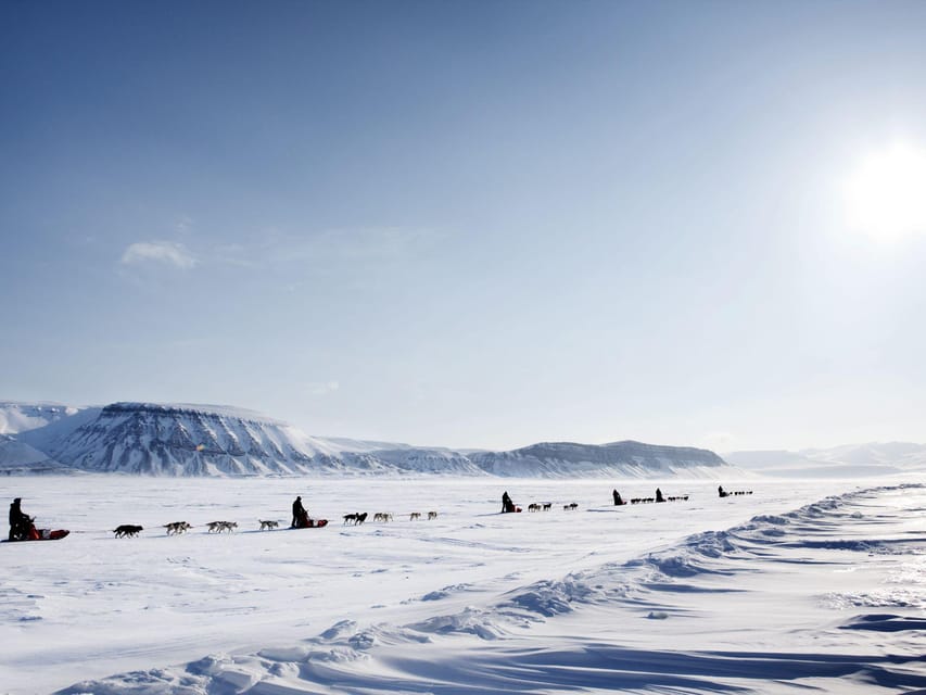 4hr Dog Sledding Trip on Finnmarksvidda - The dogs are part of the work
