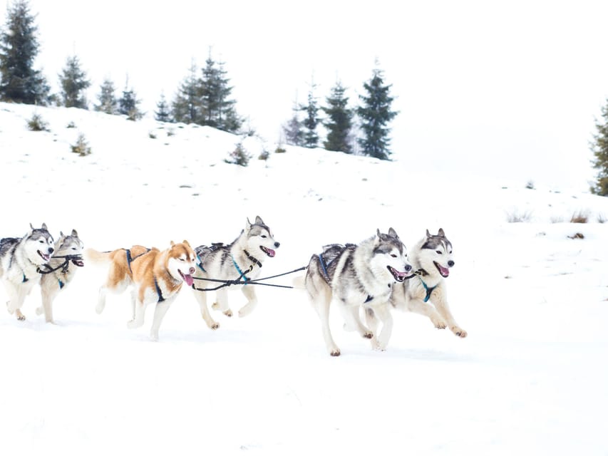 4hr Dog Sledding Trip on Finnmarksvidda - What the $340 price includes