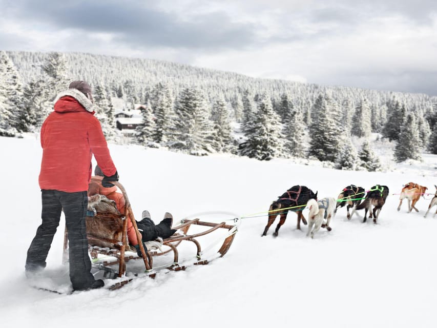 4hr Dog Sledding Trip on Finnmarksvidda - Who will get the most from this outing