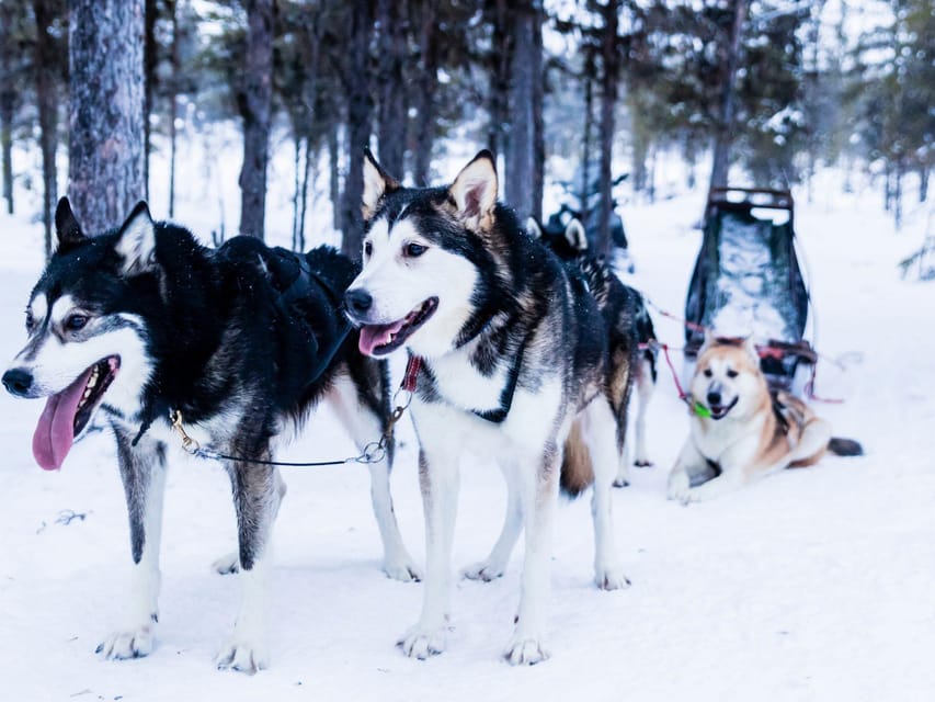 4hr Dog Sledding Trip on Finnmarksvidda - Getting dressed for Arctic conditions