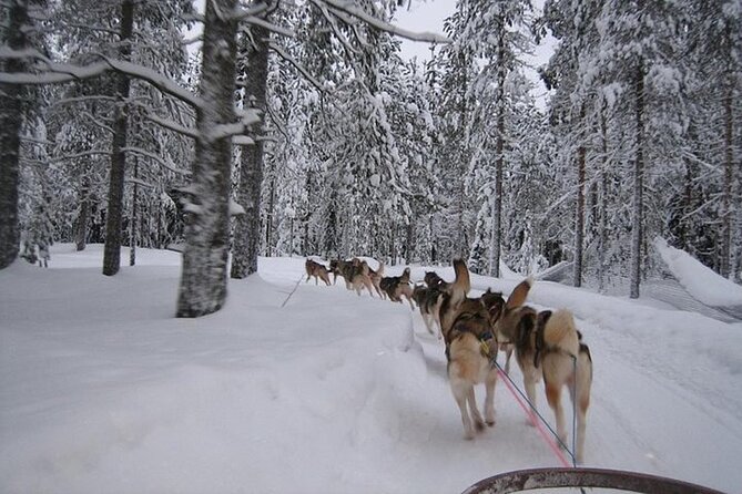 5KM Husky Sled Ride from Levi - Taking control of a husky sled near Levi