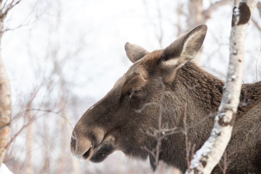 Abisko: Wilderness Snowshoe Hike - Why snowshoes are the right way to see Abisko in winter