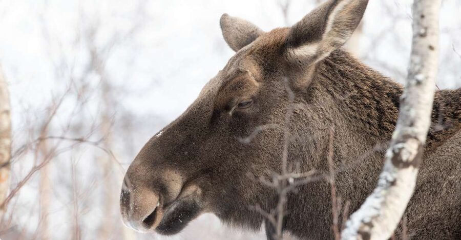 Abisko: Wilderness Snowshoe Hike - Who will enjoy this two-hour outing most?