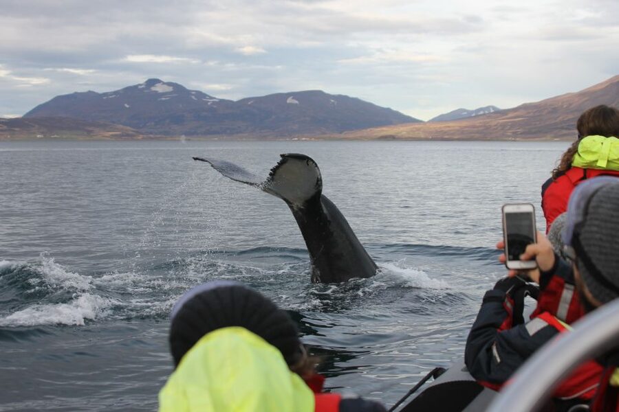 Akureyri: 2-Hour Whale Watching Express by RIB Speedboat - Why the RIB makes a difference in Eyjafjord