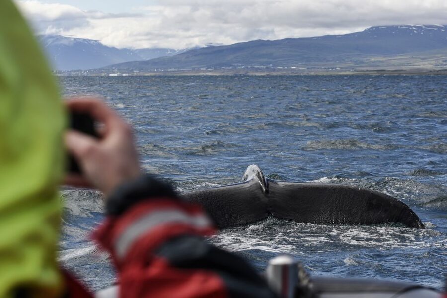 Akureyri: 2-Hour Whale Watching Express by RIB Speedboat - Starting at Akureyri’s floating pier
