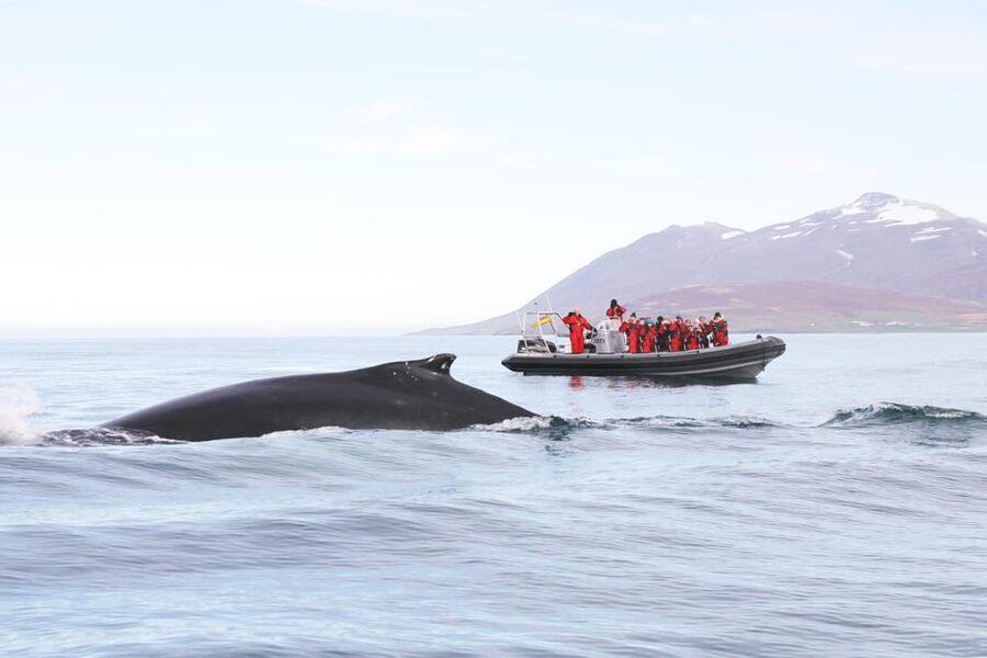 Akureyri: 2-Hour Whale Watching Express by RIB Speedboat - Searching for humpbacks and minke whales
