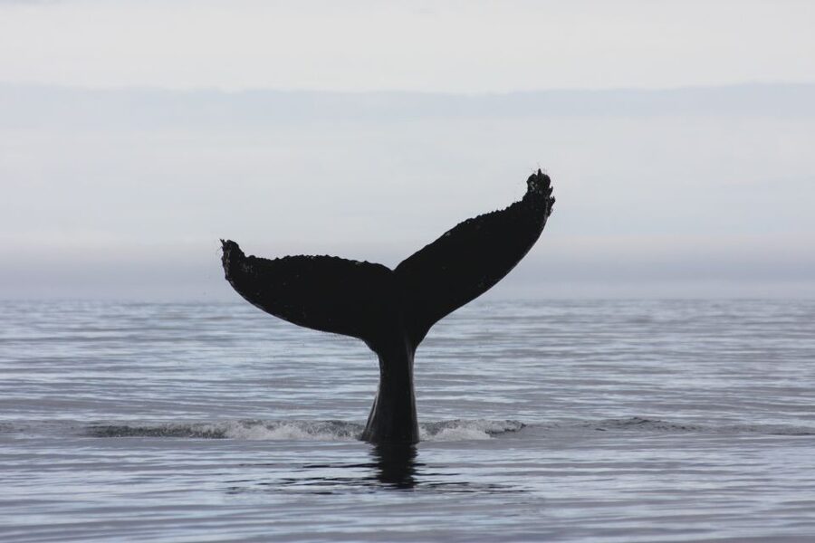 Akureyri: 2-Hour Whale Watching Express by RIB Speedboat - The waterfall stop on the return