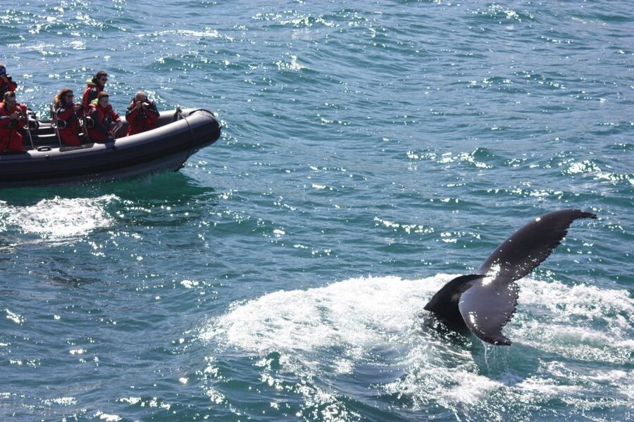 Akureyri: 2-Hour Whale Watching Express by RIB Speedboat - Who should book this trip?