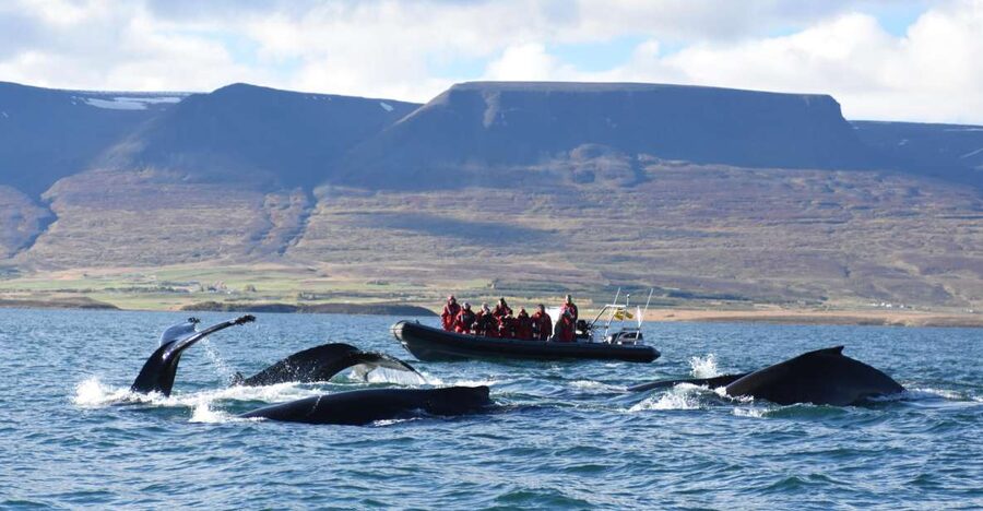 Akureyri: 2-Hour Whale Watching Express by RIB Speedboat - The first run across the fjord