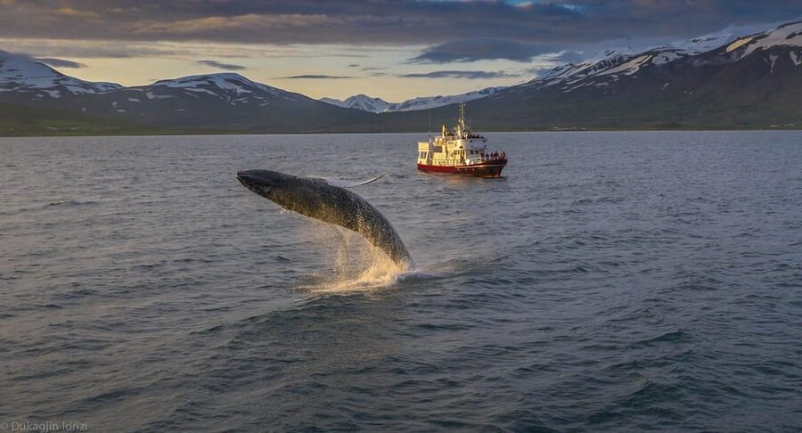 Akureyri: 3-Hour Classic Whale Watching Tour by Ship - Searching for humpbacks in the feeding areas