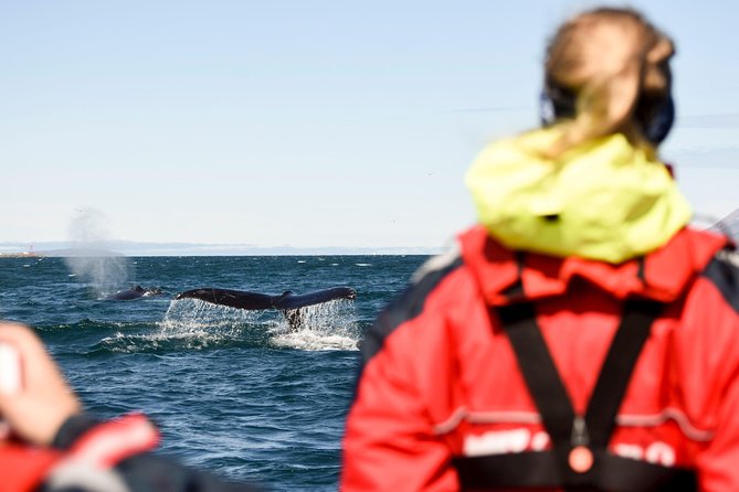Akureyri Express Whale Watching by RIB boat - Why the RIB format changes whale watching
