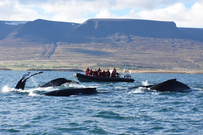 Akureyri Express Whale Watching by RIB boat - Leaving central Akureyri for Eyjafjörður
