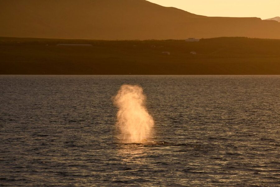 Akureyri: Whale Watching in the Midnight Sun - Small details that improve the trip