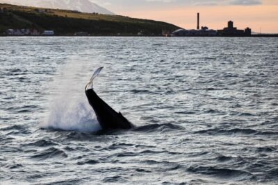 Whale Watching in the Midnight Sun