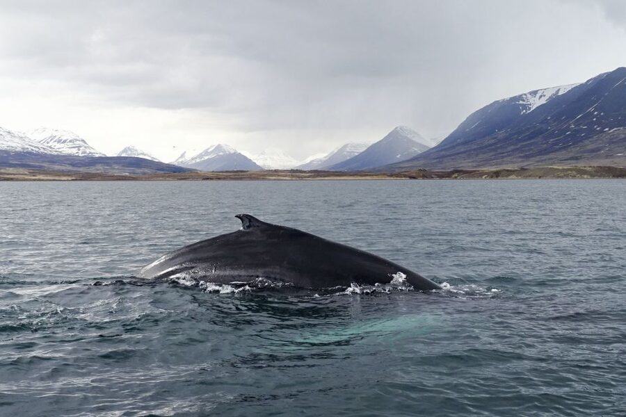 Akureyri: Whale Watching in the Midnight Sun - The search for humpback whales