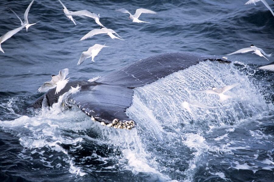 Akureyri: Whale Watching in the Midnight Sun - Who should book this cruise