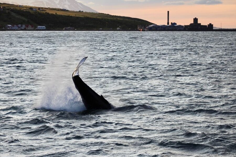 Akureyri: Whale Watching in the Midnight Sun - A boat made for changing Icelandic weather
