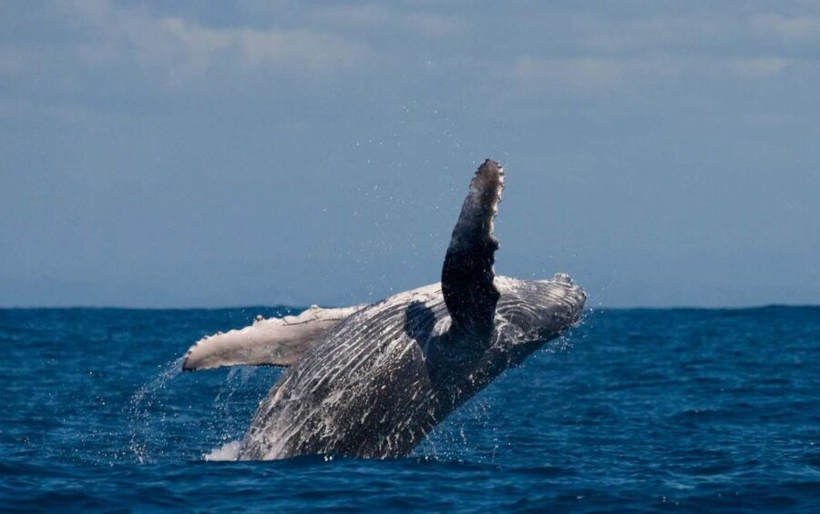 Alta: Alta Fjord Whale Watching Tour - Key points to know before you go