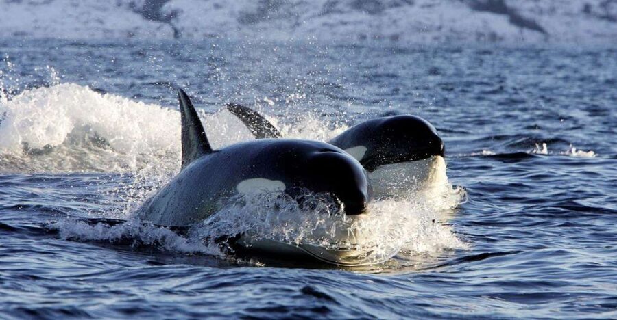 Alta: Alta Fjord Whale Watching Tour - Practical booking advice for Alta