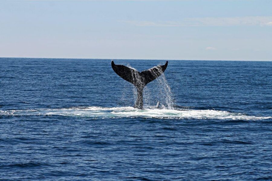 Alta: Alta Fjord Whale Watching Tour - Meeting the captain at Fiskerihavna