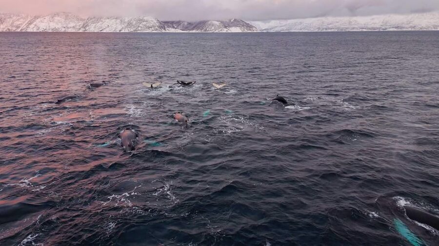 Alta: Altafjord Whale Watching in a Heated Boat - Leaving Alta Harbor on Sea Runner