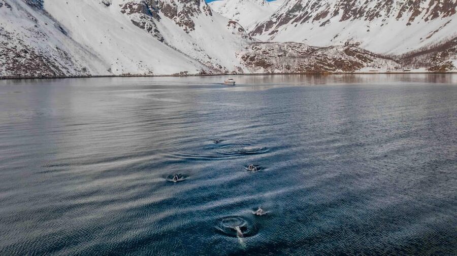Alta: Altafjord Whale Watching in a Heated Boat - Winter light, snow-covered mountains, and open water