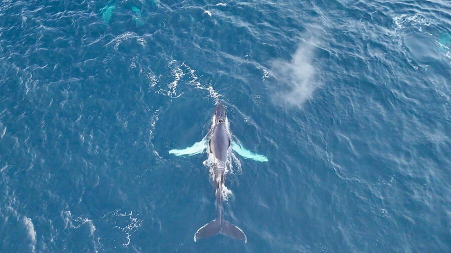Alta: Altafjord Whale Watching in a Heated Boat - Motion, weather, and seasickness