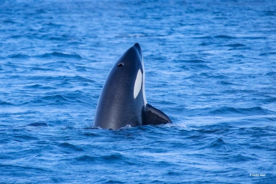 Alta: Altafjord Whale Watching in a Heated Boat - Is $262 per person fair value?