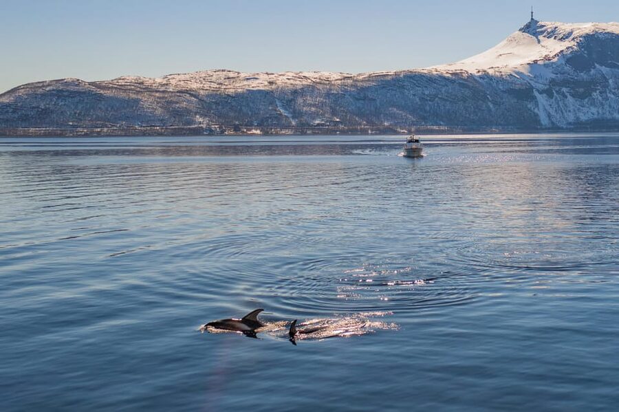 Alta: Altafjord Whale Watching in a Heated Boat - The Altafjord search for orcas and humpbacks