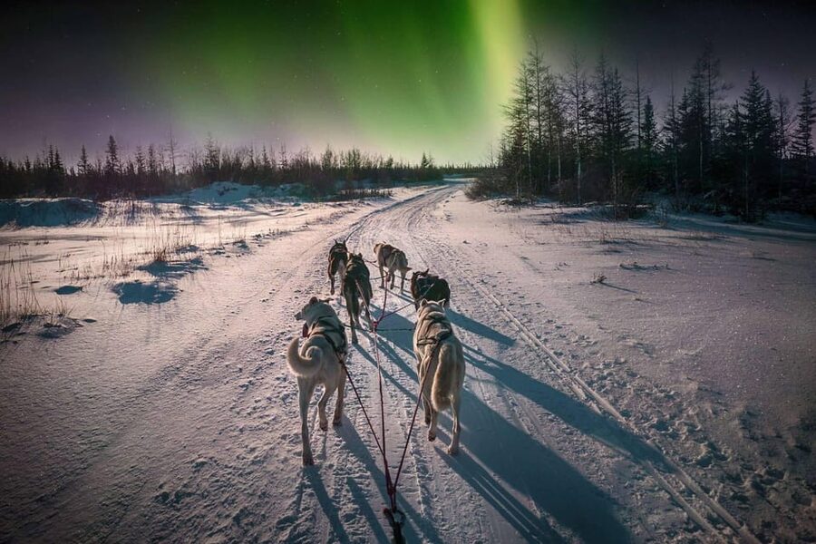 Alta: Dog Sledding Trip under the Northern Lights - Why driving your own sled changes the experience
