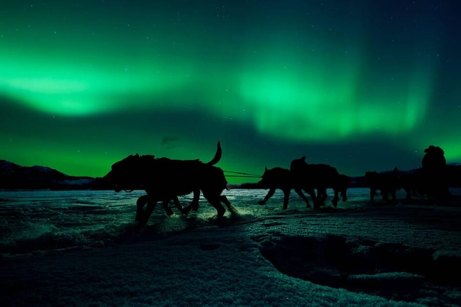 Alta: Dog Sledding Trip under the Northern Lights - Learning the basics before the team runs