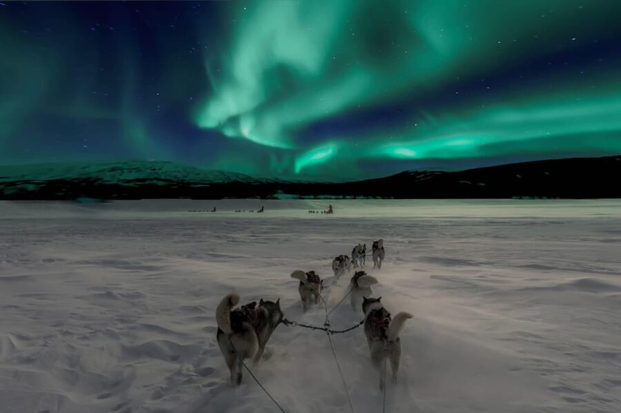 Alta: Dog Sledding Trip under the Northern Lights - From Alta to Gargia in about 30 minutes