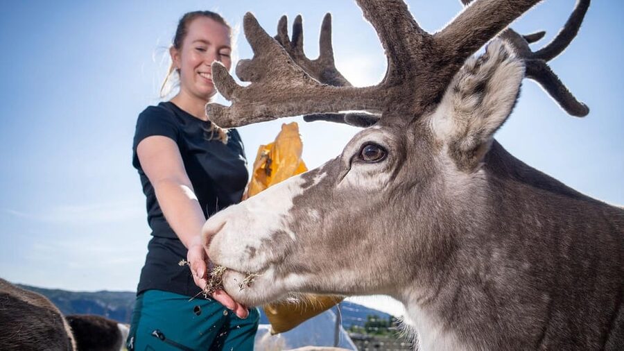 Alta: Reindeer - A carrier of Sámi Culture - Why the reindeer encounter comes first