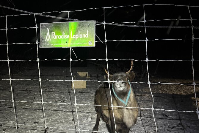 Arctic Adventure with Reindeer and Northern Lights Hunt 18:30 pm - The 6:30 pm departure from Kiruna