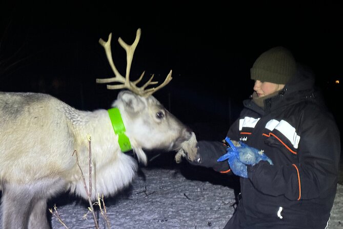 Arctic Adventure with Reindeer and Northern Lights Hunt 18:30 pm - Sámi culture without a rushed museum stop