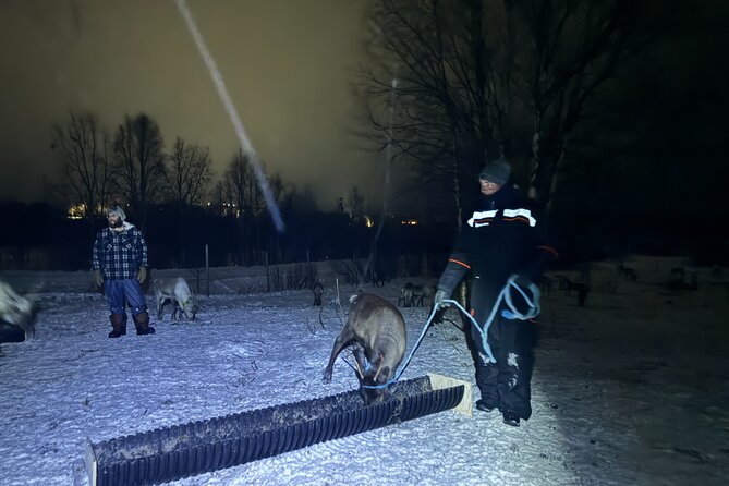 Arctic Adventure with Reindeer and Northern Lights Hunt 18:30 pm - Searching for the aurora on the road
