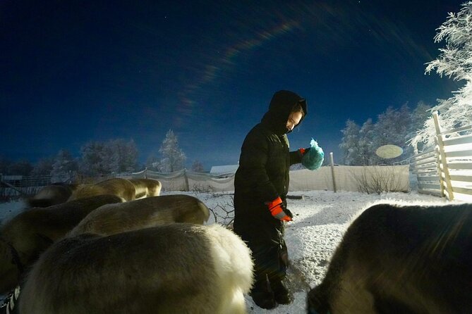 Arctic Adventure with Reindeer and Northern Lights Hunt 18:30 pm - Warm drinks, cake, and the practical comfort level