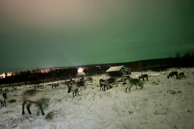 Arctic Adventure with Reindeer and Northern Lights Hunt 18:30 pm - Is $250 a fair price?